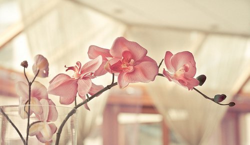 Τα λουλούδια του Αγίου Βαλεντίνου -Τι συμβολίζει το καθένα [εικόνες] | iefimerida.gr 4