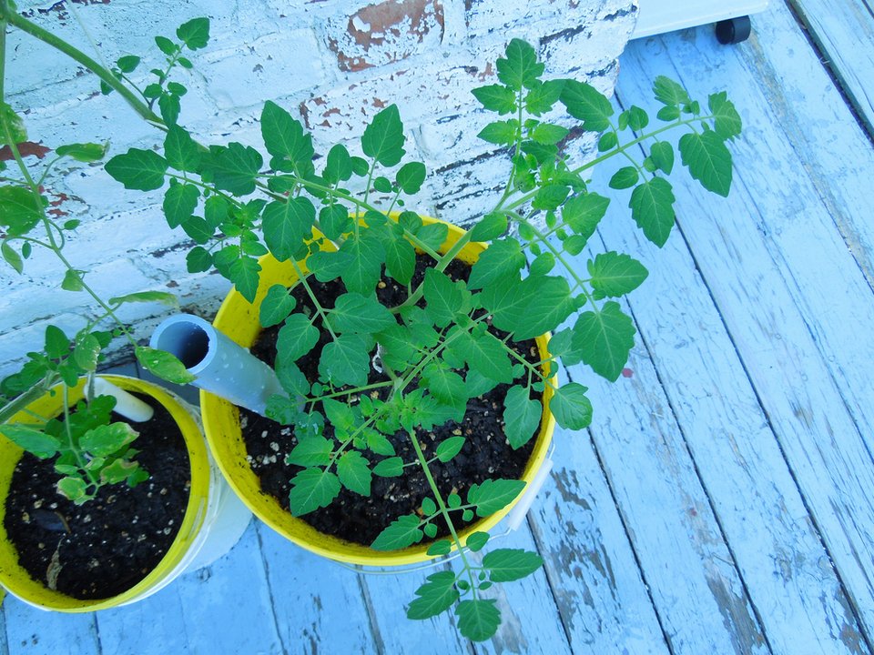 Γεμίστε λαχανικά το μπαλκόνι σας, είναι η εποχή! [εικόνες] | iefimerida.gr 13