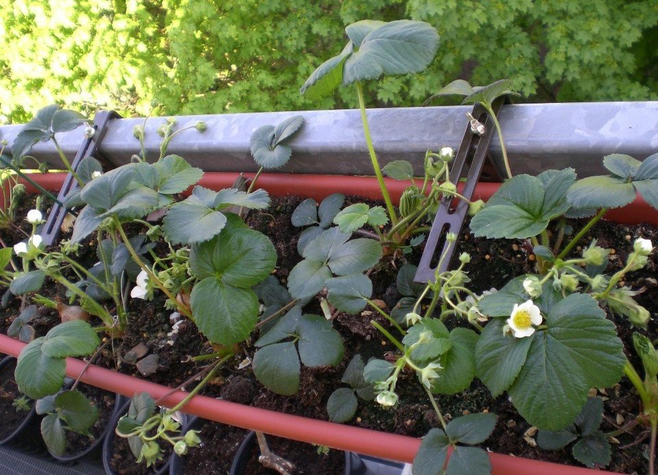 Γεμίστε λαχανικά το μπαλκόνι σας, είναι η εποχή! [εικόνες] | iefimerida.gr 1