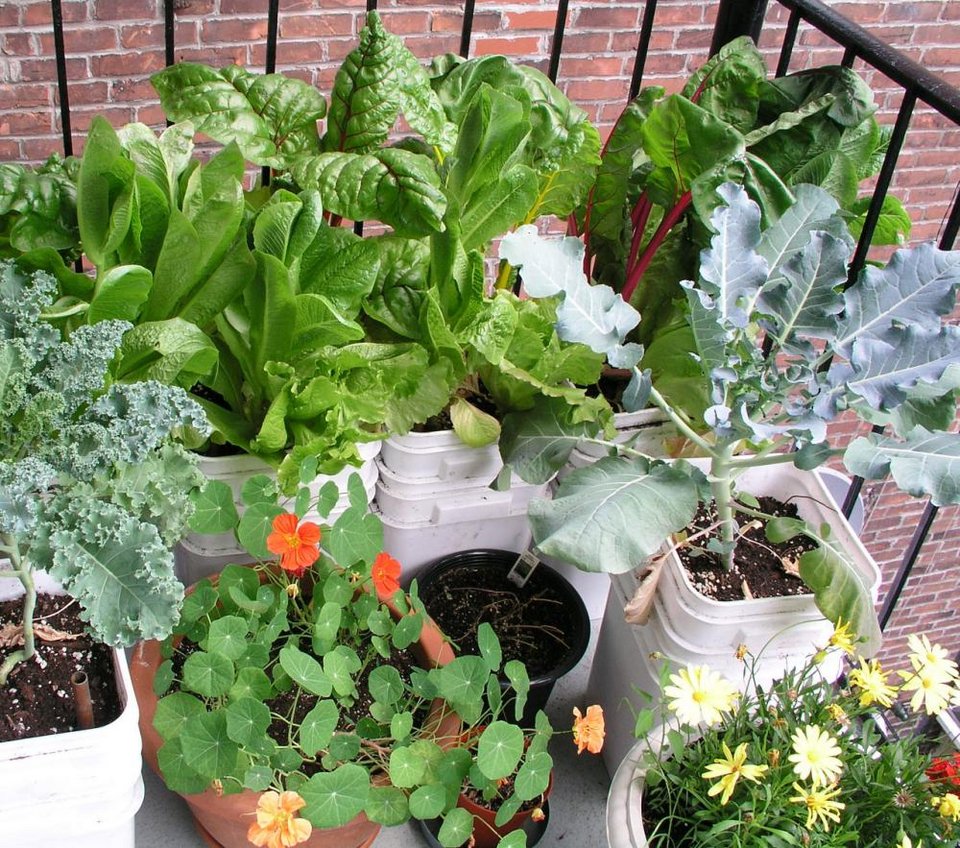 Γεμίστε λαχανικά το μπαλκόνι σας, είναι η εποχή! [εικόνες] | iefimerida.gr 16