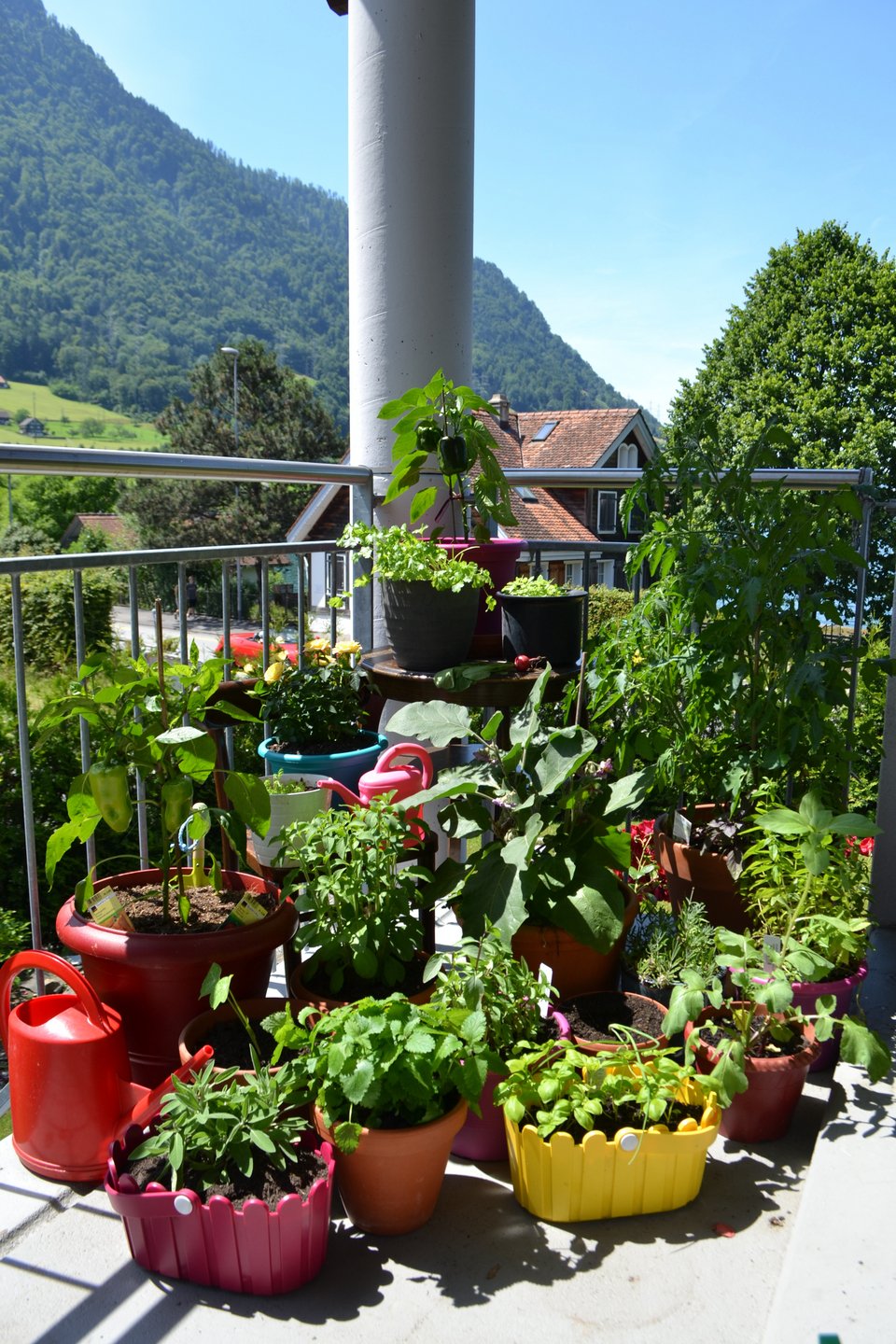 Γεμίστε λαχανικά το μπαλκόνι σας, είναι η εποχή! [εικόνες] | iefimerida.gr 12