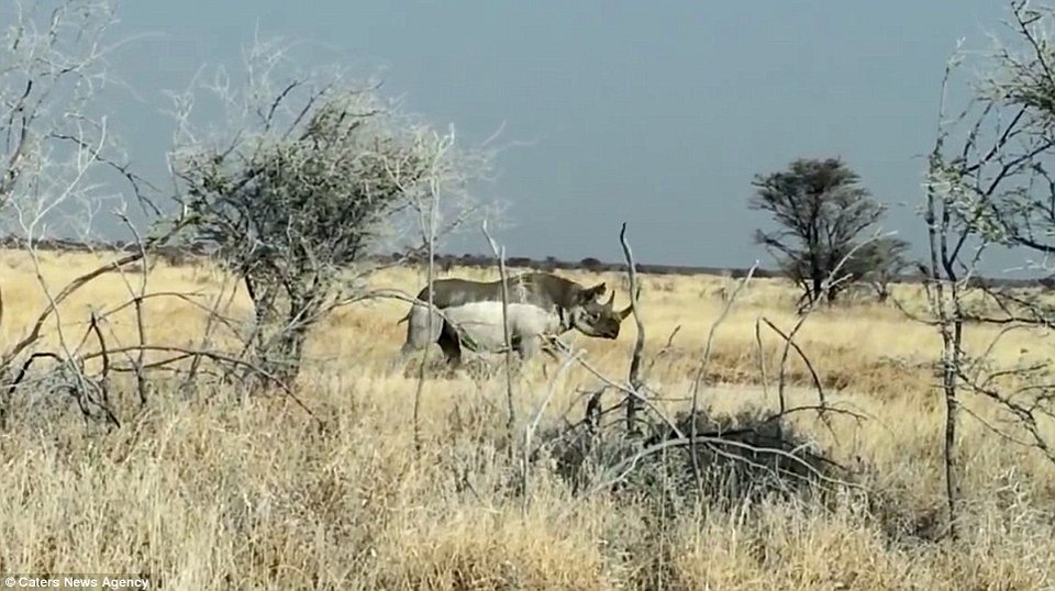 Αφηνιασμένος ρινόκερος επιτίθεται και σπάει τζιπ τουριστών [βίντεο & εικόνες] | iefimerida.gr 0