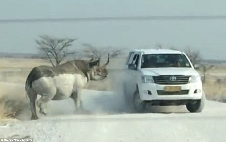 Αφηνιασμένος ρινόκερος επιτίθεται και σπάει τζιπ τουριστών [βίντεο & εικόνες] | iefimerida.gr 5