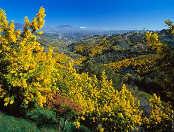 Εξυπνος τουρισμός: Οι Γάλλοι εφηύραν τον δρόμο της μιμόζας, στην Κυανή Ακτή [εικόνες] | iefimerida.gr 10