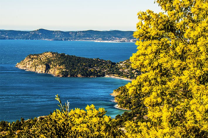 Εξυπνος τουρισμός: Οι Γάλλοι εφηύραν τον δρόμο της μιμόζας, στην Κυανή Ακτή [εικόνες] | iefimerida.gr 12