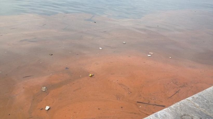 Κοκκίνισαν τα νερά του Θερμαϊκού -Τι είναι η ερυθρά παλίρροια [εικόνες] | iefimerida.gr 1