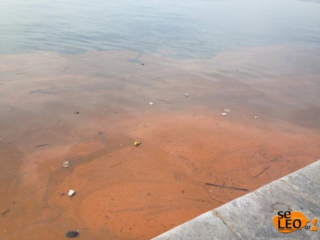 Κοκκίνισαν τα νερά του Θερμαϊκού -Τι είναι η ερυθρά παλίρροια [εικόνες] | iefimerida.gr 3