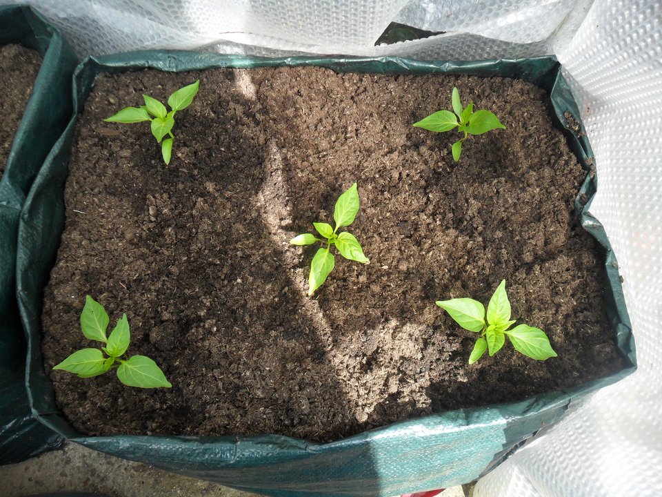 Γεμίστε λαχανικά το μπαλκόνι σας, είναι η εποχή! [εικόνες] | iefimerida.gr 18