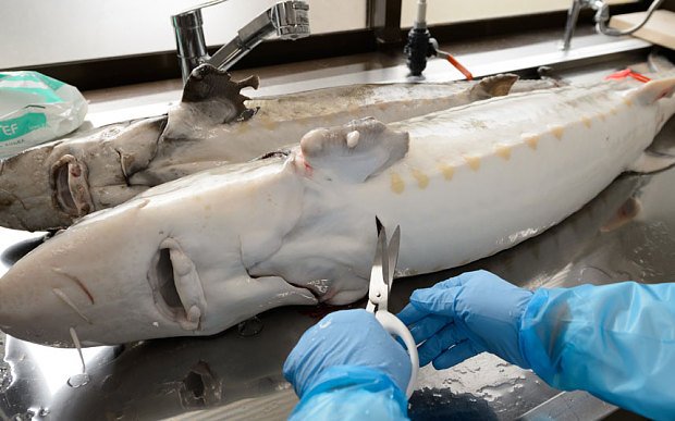 Το γιαπωνέζικο χαβιάρι απειλεί Ρωσία και Ιράν -Οι αγορές τρέμουν [εικόνες] | iefimerida.gr 2