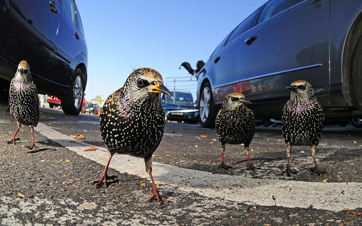  Παγκόσμια Ημέρα Αγριας Ζωής -Τι απειλεί την ελληνική άγρια πανίδα και χλωρίδα [εικόνες] | iefimerida.gr 2