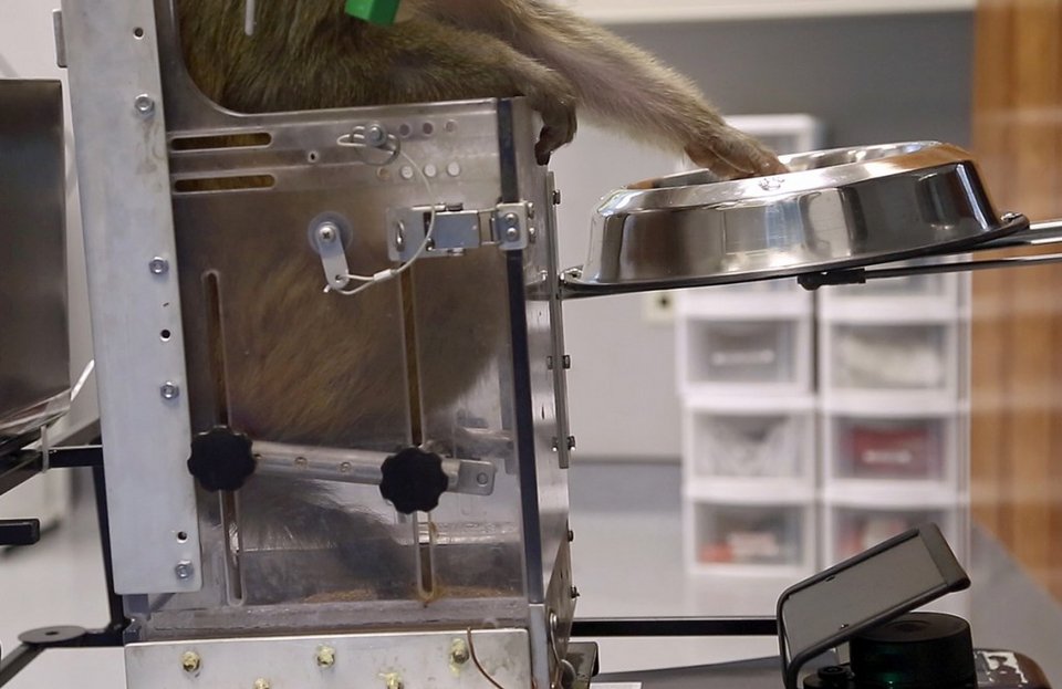 Μαϊμού οδηγεί ρομποτικό αναπηρικό καροτσάκι μόνο με τη σκέψη [εικόνες & βίντεο] | iefimerida.gr 2