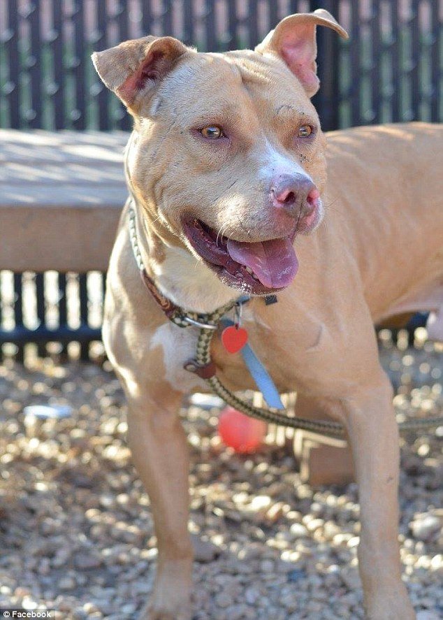 Ραγίζει καρδιές: Σκύλος σε κατάθλιψη επειδή δεν τον υιοθέτησαν [εικόνες] | iefimerida.gr 3