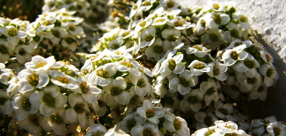  Παγκόσμια Ημέρα Αγριας Ζωής -Τι απειλεί την ελληνική άγρια πανίδα και χλωρίδα [εικόνες] | iefimerida.gr 3