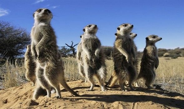  Παγκόσμια Ημέρα Αγριας Ζωής -Τι απειλεί την ελληνική άγρια πανίδα και χλωρίδα [εικόνες] | iefimerida.gr 4