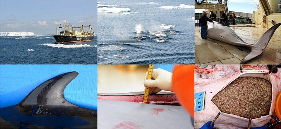 Γιατί οι Ιάπωνες σκοτώνουν ακατάπαυστα φάλαινες, αψηφώντας ΟΗΕ και Διεθνή Δικαστήρια [εικόνες] | iefimerida.gr 3