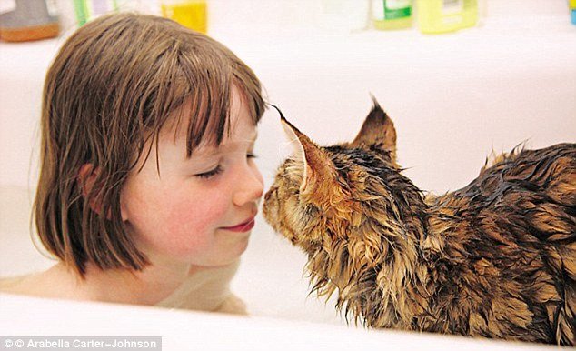 Πώς μια γάτα Μέιν Κουν βοήθησε ένα 6χρονο κορίτσι με αυτισμό να μιλήσει [εικόνες] | iefimerida.gr 1