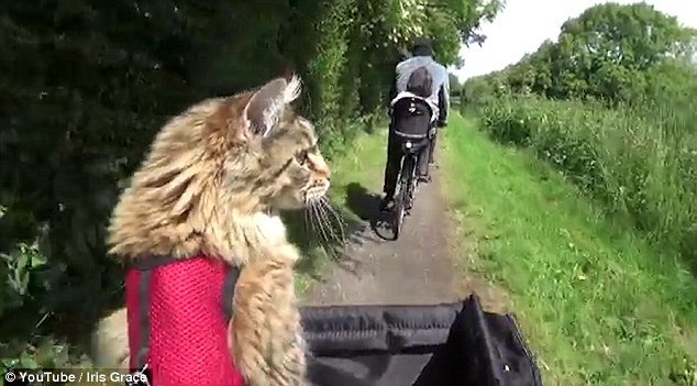 Πώς μια γάτα Μέιν Κουν βοήθησε ένα 6χρονο κορίτσι με αυτισμό να μιλήσει [εικόνες] | iefimerida.gr 0