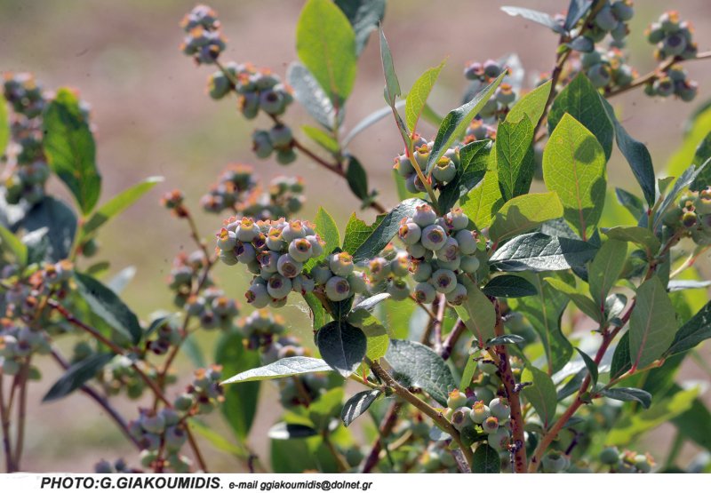 Ο πρώτος παραγωγός μύρτιλλου στην Ελλάδα αποκαλύπτει τα πάντα για τον θαυματουργό καρπό [εικόνες] | iefimerida.gr 3