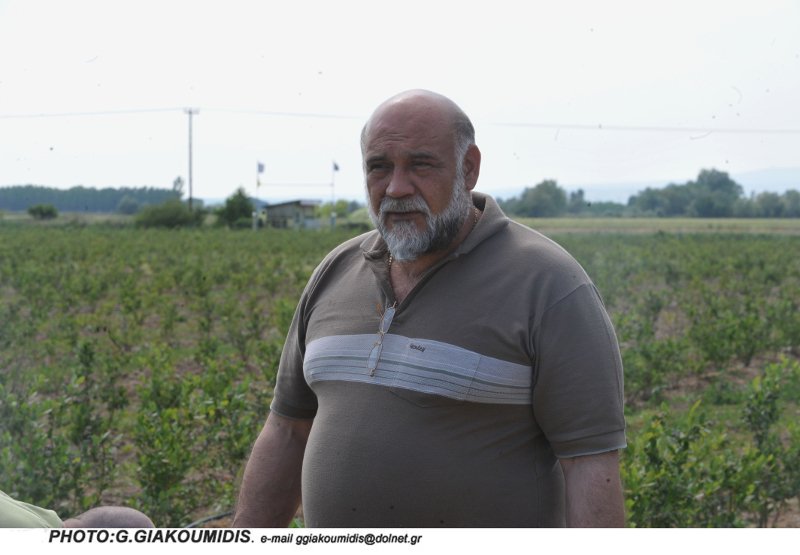 Ο πρώτος παραγωγός μύρτιλλου στην Ελλάδα αποκαλύπτει τα πάντα για τον θαυματουργό καρπό [εικόνες] | iefimerida.gr 0