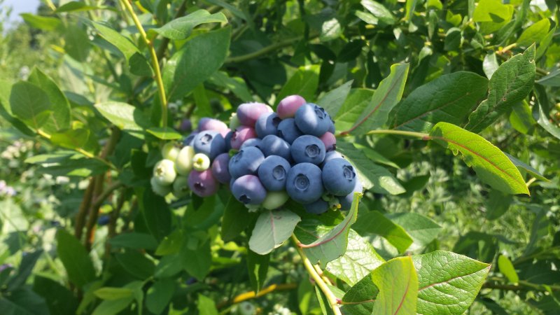 Ο πρώτος παραγωγός μύρτιλλου στην Ελλάδα αποκαλύπτει τα πάντα για τον θαυματουργό καρπό [εικόνες] | iefimerida.gr 2