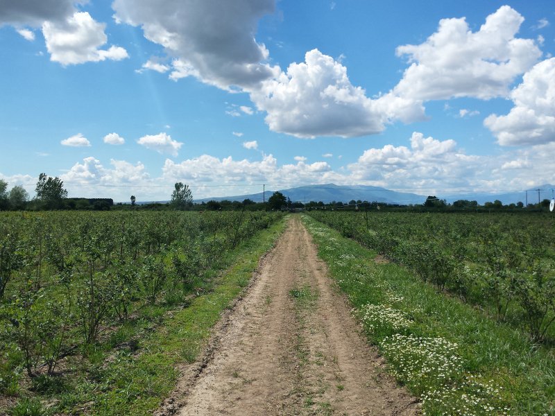 Ο πρώτος παραγωγός μύρτιλλου στην Ελλάδα αποκαλύπτει τα πάντα για τον θαυματουργό καρπό [εικόνες] | iefimerida.gr 1