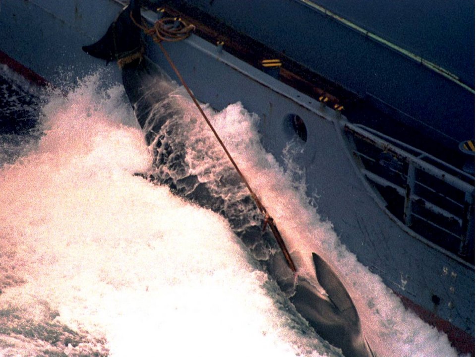 Γιατί οι Ιάπωνες σκοτώνουν ακατάπαυστα φάλαινες, αψηφώντας ΟΗΕ και Διεθνή Δικαστήρια [εικόνες] | iefimerida.gr 8