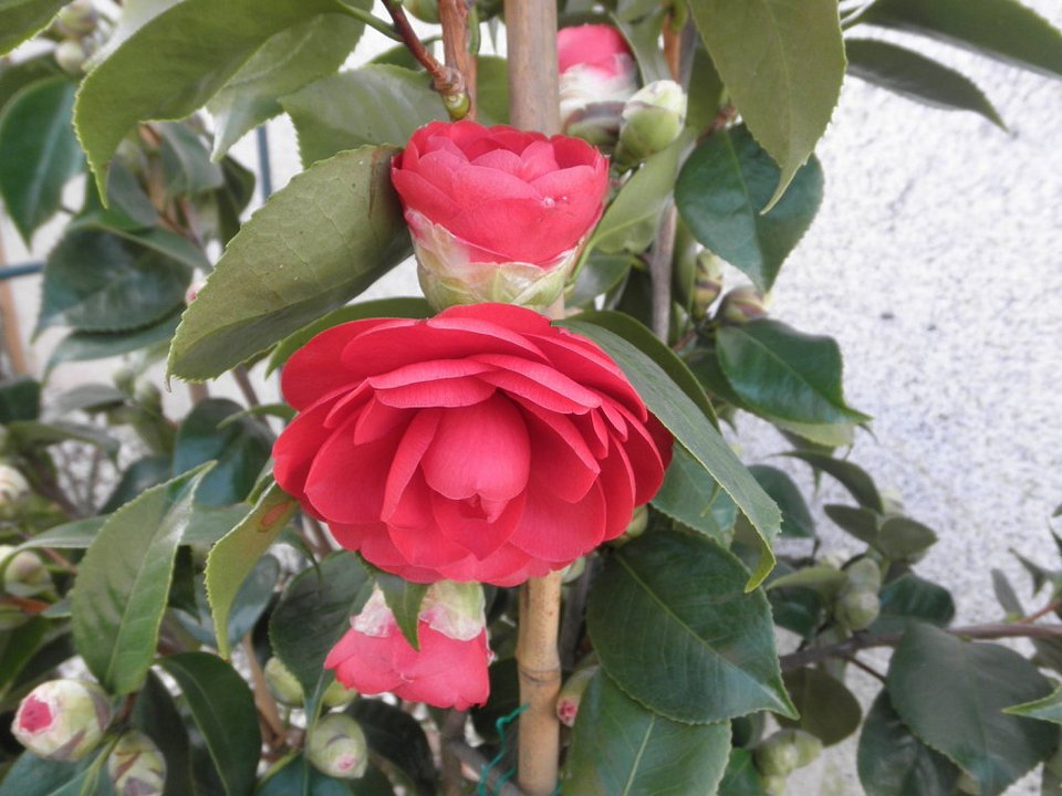 Μάρτιος, ο καλύτερος μήνας για κηπουρική [εικόνες] | iefimerida.gr 2