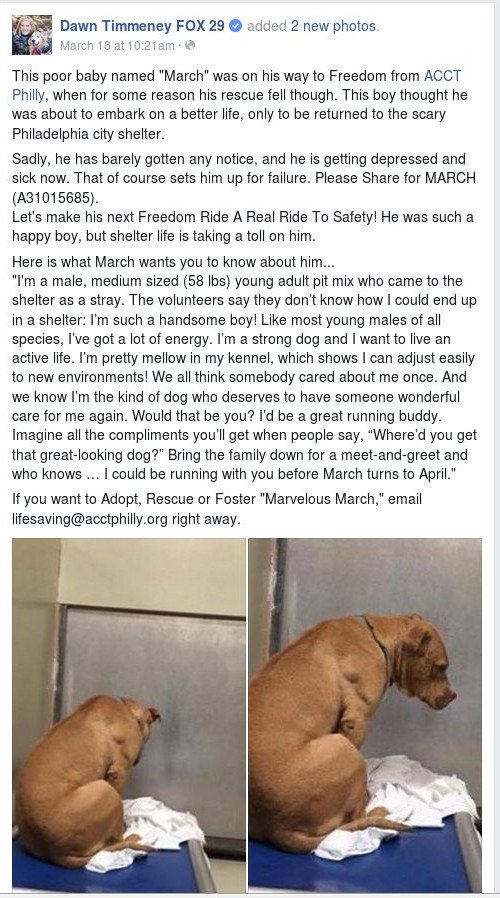 Ραγίζει καρδιές: Σκύλος σε κατάθλιψη επειδή δεν τον υιοθέτησαν [εικόνες] | iefimerida.gr 2