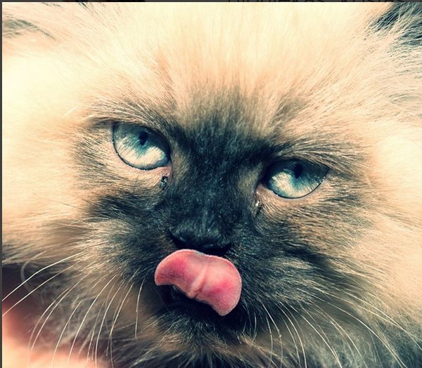 Τσίπρας: «Εγώ έσκισα τη γάτα, πάει αυτό, τελείωσε» -Το Twitter γλεντάει με τη γάτα Ιμαλαΐων [εικόνες] | iefimerida.gr 5