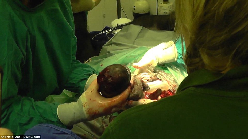 Το γοριλάκι που έγινε viral -Ηρθε στον κόσμο με καισαρική [εικόνες] | iefimerida.gr 8