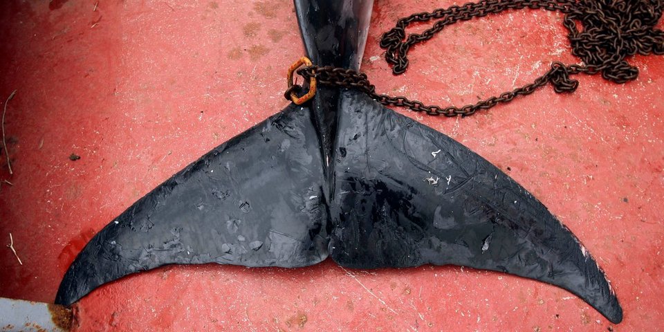 Γιατί οι Ιάπωνες σκοτώνουν ακατάπαυστα φάλαινες, αψηφώντας ΟΗΕ και Διεθνή Δικαστήρια [εικόνες] | iefimerida.gr 7