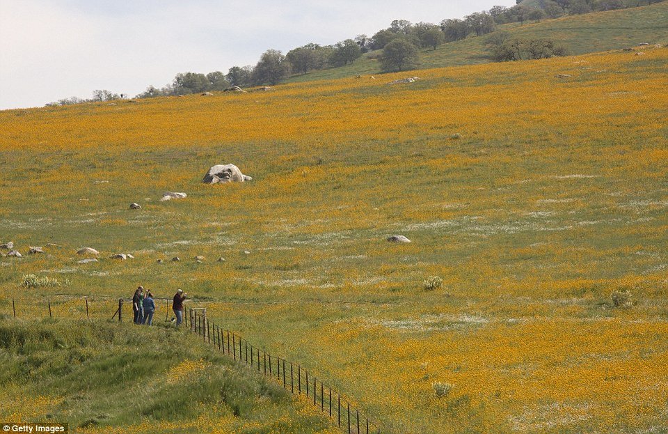 Η Κοιλάδα του Θανάτου άνθισε -Το σπάνιο φαινόμενο που συμβαίνει κάθε 10 χρόνια [εικόνες] | iefimerida.gr 8