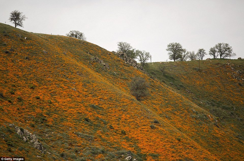 Η Κοιλάδα του Θανάτου άνθισε -Το σπάνιο φαινόμενο που συμβαίνει κάθε 10 χρόνια [εικόνες] | iefimerida.gr 1