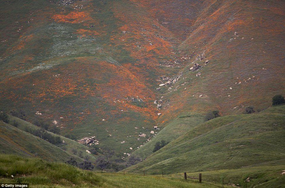 Η Κοιλάδα του Θανάτου άνθισε -Το σπάνιο φαινόμενο που συμβαίνει κάθε 10 χρόνια [εικόνες] | iefimerida.gr 2