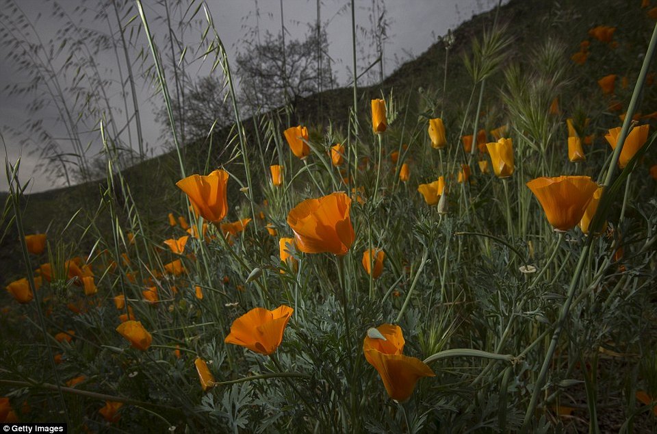 Η Κοιλάδα του Θανάτου άνθισε -Το σπάνιο φαινόμενο που συμβαίνει κάθε 10 χρόνια [εικόνες] | iefimerida.gr 3