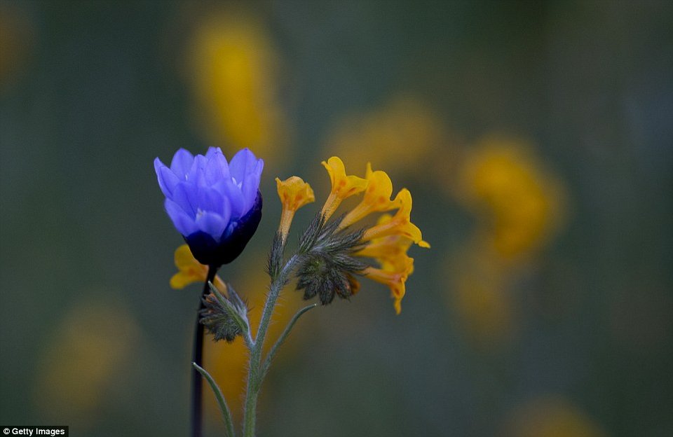 Η Κοιλάδα του Θανάτου άνθισε -Το σπάνιο φαινόμενο που συμβαίνει κάθε 10 χρόνια [εικόνες] | iefimerida.gr 4