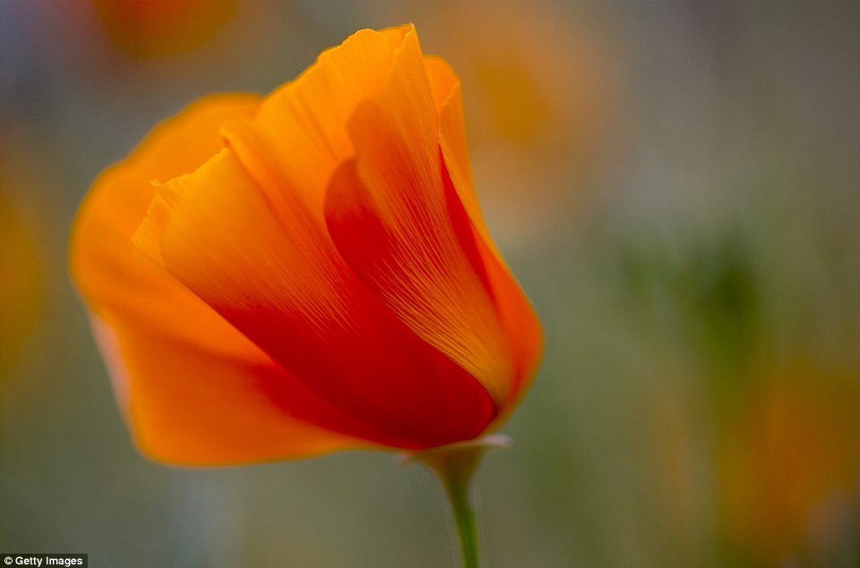 Η Κοιλάδα του Θανάτου άνθισε -Το σπάνιο φαινόμενο που συμβαίνει κάθε 10 χρόνια [εικόνες] | iefimerida.gr 0