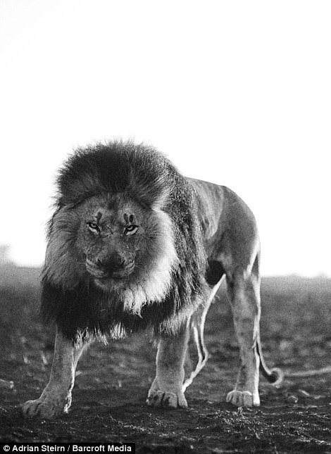 Ο γητευτής των λιονταριών -Συγκλονιστικές εικόνες [βίντεο] | iefimerida.gr 5