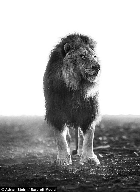 Ο γητευτής των λιονταριών -Συγκλονιστικές εικόνες [βίντεο] | iefimerida.gr 6