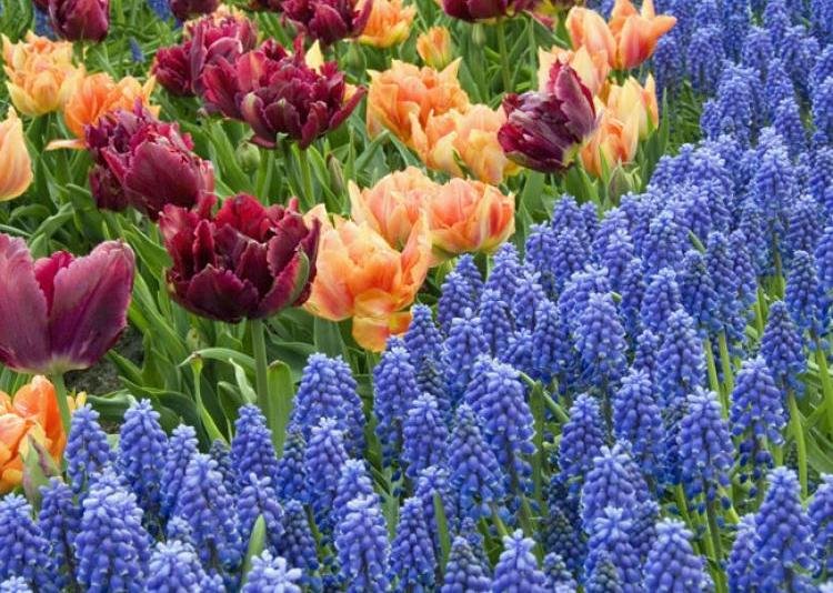 Μάρτιος, ο καλύτερος μήνας για κηπουρική [εικόνες] | iefimerida.gr 0