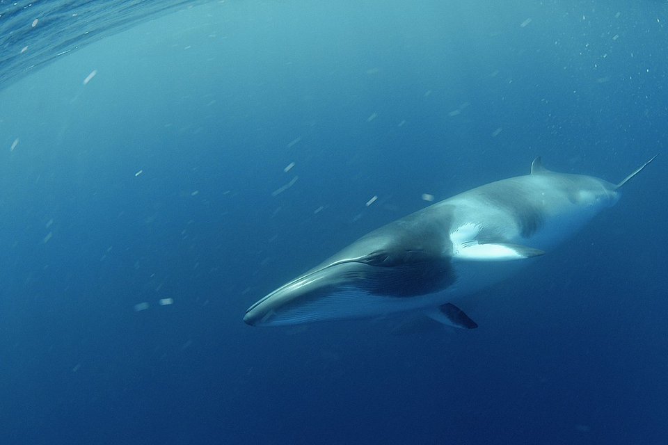 Γιατί οι Ιάπωνες σκοτώνουν ακατάπαυστα φάλαινες, αψηφώντας ΟΗΕ και Διεθνή Δικαστήρια [εικόνες] | iefimerida.gr 4