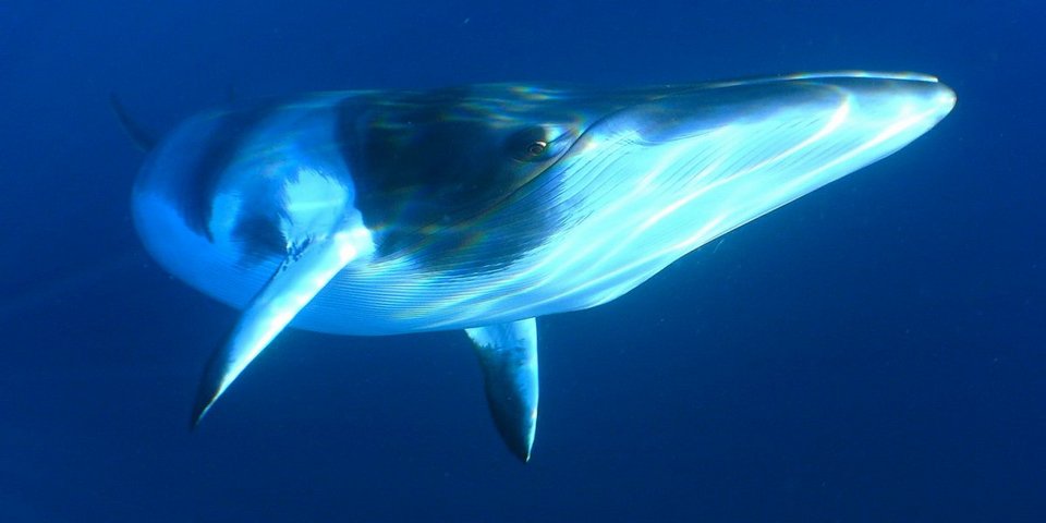 Γιατί οι Ιάπωνες σκοτώνουν ακατάπαυστα φάλαινες, αψηφώντας ΟΗΕ και Διεθνή Δικαστήρια [εικόνες] | iefimerida.gr 9