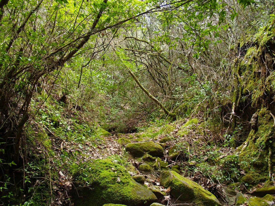  Παγκόσμια Ημέρα Αγριας Ζωής -Τι απειλεί την ελληνική άγρια πανίδα και χλωρίδα [εικόνες] | iefimerida.gr 5