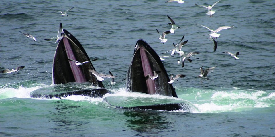 Γιατί οι Ιάπωνες σκοτώνουν ακατάπαυστα φάλαινες, αψηφώντας ΟΗΕ και Διεθνή Δικαστήρια [εικόνες] | iefimerida.gr 6