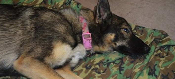 Σκυλίτσα-Ροβινσώνας Κρούσος: Επιβίωσε επί πέντε εβδομάδες σε ένα έρημο νησί [εικόνα] | iefimerida.gr 0