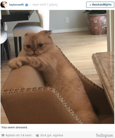 Οι γάτες της Τέιλορ Σουίφτ ζουν βασιλική ζωή [εικόνες & βίντεο] | iefimerida.gr 11
