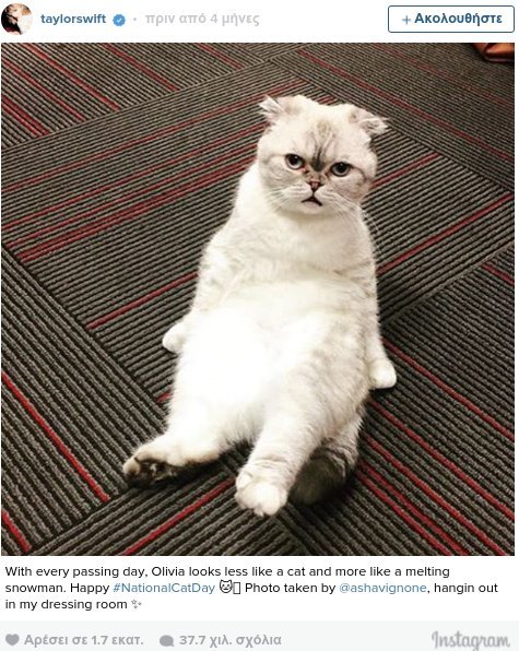 Οι γάτες της Τέιλορ Σουίφτ ζουν βασιλική ζωή [εικόνες & βίντεο] | iefimerida.gr 8