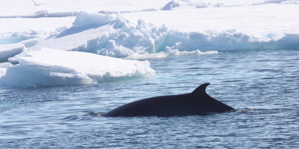 Γιατί οι Ιάπωνες σκοτώνουν ακατάπαυστα φάλαινες, αψηφώντας ΟΗΕ και Διεθνή Δικαστήρια [εικόνες] | iefimerida.gr 1