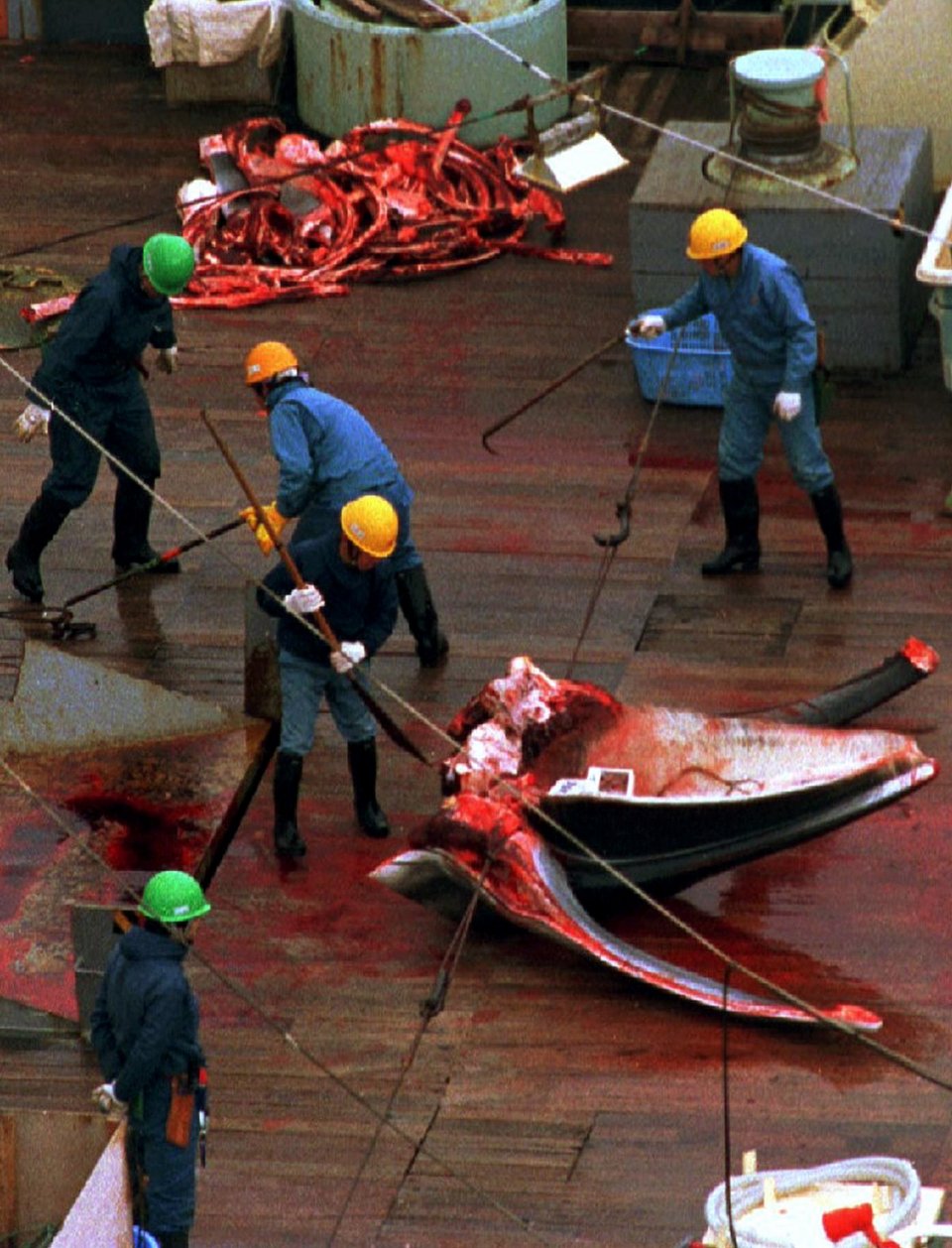 Γιατί οι Ιάπωνες σκοτώνουν ακατάπαυστα φάλαινες, αψηφώντας ΟΗΕ και Διεθνή Δικαστήρια [εικόνες] | iefimerida.gr 11