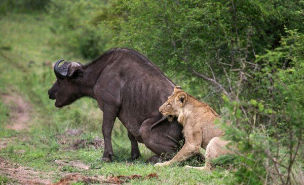  Παγκόσμια Ημέρα Αγριας Ζωής -Τι απειλεί την ελληνική άγρια πανίδα και χλωρίδα [εικόνες] | iefimerida.gr 6